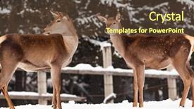  Presentation with deer - PPT theme enhanced with roe deer in winter snow background and a tawny brown colored foreground