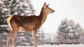  Presentation with snow blizzard in winter - Presentation design consisting of roe deer in winter snow background and a light gray colored foreground