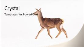 Presentation with snow blizzard in winter - Colorful presentation design enhanced with roe deer in winter snow backdrop and a white colored foreground