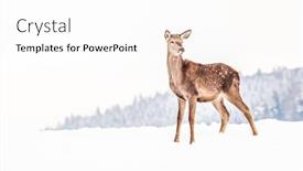  Presentation with snow blizzard in winter - Amazing PPT layouts having roe deer in winter snow backdrop and a white colored foreground