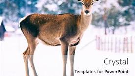  Presentation with deer - Amazing slide deck having roe-deer-in-winter-snow backdrop and a pink colored foreground