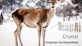  Presentation with snow blizzard in winter - Beautiful PPT layouts featuring roe-deer-in-winter-snow backdrop and a white colored foreground