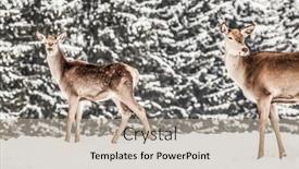  Presentation with deer - Slide deck enhanced with roe-deer-in-winter-snow background and a mint green colored foreground