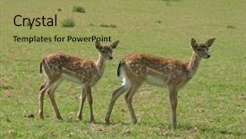  Presentation with roe and caviar - PPT theme consisting of roe deer on a meadow background and a yellow colored foreground