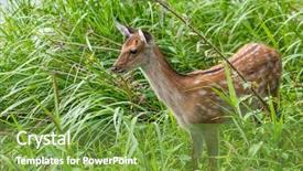  Presentation with deer - PPT theme consisting of roe deer on the meadow background and a tawny brown colored foreground