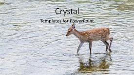  Presentation with deer - Beautiful PPT layouts featuring roe deer walking though backdrop and a  colored foreground