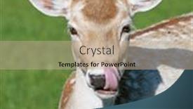  Presentation with roe and caviar - Cool new presentation design with roe-deer backdrop and a coral colored foreground