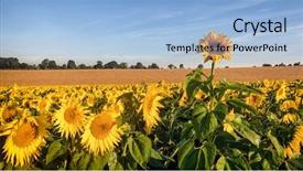 Presentation with rest - Presentation design consisting of rogue sunflower growing taller than background and a light blue colored foreground