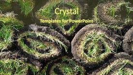  Presentation with grass - Audience pleasing PPT layouts consisting of rolled grass sods as background backdrop and a tawny brown colored foreground