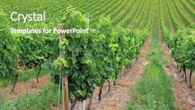  Presentation with early childhood development - Cool new presentation with rolling hills - beautiful vineyard in early morning backdrop and a seafoam green colored foreground