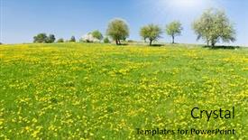  Presentation with rolling hills - Presentation consisting of rolling hills - spring meadow background and a gold colored foreground