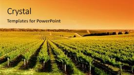  Presentation with south afrika - Audience pleasing theme consisting of rolling hills - vineyard at one tree hill backdrop and a yellow colored foreground