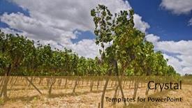  Presentation with galilee - Presentation featuring rolling vinyards in the galilee background and a gold colored foreground