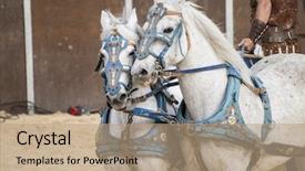  Presentation with gladiators - Amazing presentation theme having roman chariot in a fight backdrop and a coral colored foreground