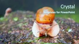  Presentation with roman legions - Beautiful slides featuring roman snail - helix pomatia helix backdrop and a tawny brown colored foreground