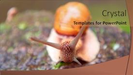  Presentation with roman - Audience pleasing theme consisting of roman-snail-helix-pomatia-common backdrop and a yellow colored foreground