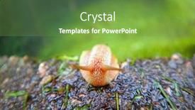  Presentation with mollusk - Audience pleasing slides consisting of roman-snail-helix-pomatia-common backdrop and a seafoam green colored foreground