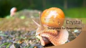  Presentation with mollusk - Colorful theme enhanced with roman-snail-helix-pomatia-common backdrop and a yellow colored foreground