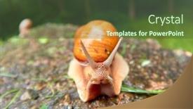  Presentation with roman - Presentation theme consisting of roman-snail-helix-pomatia-common background and a  colored foreground