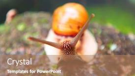  Presentation with mollusk - Presentation design with roman-snail-helix-pomatia-helix background and a coral colored foreground