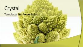  Presentation with brassica juncea - PPT layouts enhanced with romanesco broccoli brassica oleracea background and a yellow colored foreground