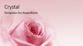  Presentation with romantic gift - PPT layouts featuring romantic gift - beautiful rose background background and a lemonade colored foreground