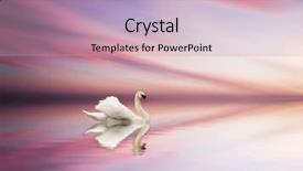  Presentation with natural water disaster - Colorful presentation theme enhanced with romantic swan - natural beauty in the water backdrop and a soft green colored foreground