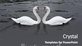  Presentation with water splash on black - Colorful PPT layouts enhanced with romantic swan couple in black backdrop and a dark gray colored foreground