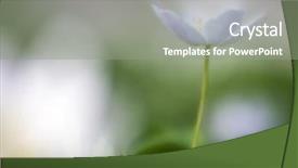  Presentation with soft white flower - Amazing slides having romantic white wildflower depicting purity backdrop and a gray colored foreground