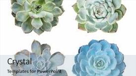  Presentation with succulent - Cool new presentation theme with roof agriculture - collection of miniature succulent top backdrop and a light blue colored foreground