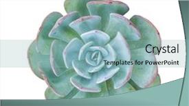  Presentation with succulent - Theme featuring roof agriculture - miniature succulent plants isolated background and a light blue colored foreground