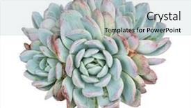  Presentation with succulent - Beautiful slide deck featuring roof agriculture - miniature succulent plants isolated backdrop and a light blue colored foreground