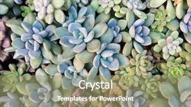  Presentation with plants - Cool new presentation theme with roof agriculture - miniature succulent plants backdrop and a coral colored foreground
