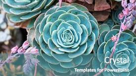  Presentation with plants - Slide deck having roof agriculture - miniature succulent plants background and a teal colored foreground
