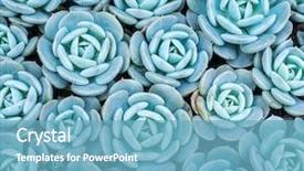  Presentation with succulent - PPT layouts consisting of roof agriculture - miniature succulent plants background and a teal colored foreground
