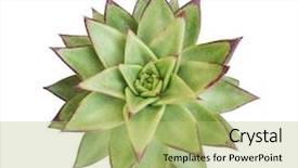  Presentation with succulent - Beautiful slide deck featuring roof agriculture - round succulent top isolated backdrop and a mint green colored foreground