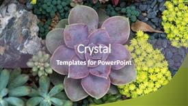  Presentation with succulent - Amazing PPT theme having roof garden - miniature succulent plants backdrop and a gray colored foreground