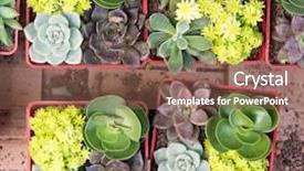  Presentation with plants - Amazing slides having roof garden - miniature succulent plants backdrop and a violet colored foreground