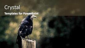  Presentation with rook - Audience pleasing PPT layouts consisting of rook-corvus-frugilegus-perched backdrop and a tawny brown colored foreground
