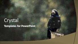  Presentation with rook - Slide deck featuring rook-corvus-frugilegus-perched background and a dark gray colored foreground