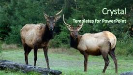  Presentation with california - Colorful theme enhanced with roosevelt elk cervus canadensis roosevelti grazing in a field in prairie creek redwoods state park humboldt county california backdrop and a tawny brown colored foreground