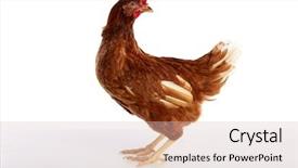  Presentation with frames isolated on white brown - Cool new slides with poult - brown hybrid hen isolated backdrop and a soft green colored foreground
