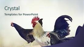  Presentation with baby chickens little cute chicks - Amazing presentation design having rooster and chickens crossing a sidewalk backdrop and a sky blue colored foreground