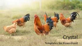  Presentation with baby chickens little cute chicks - Beautiful PPT layouts featuring rooster and chickens free range backdrop and a coral colored foreground