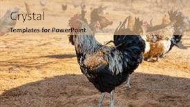  Presentation with free - PPT theme consisting of rooster-and-free-range-chicken and a coral colored foreground
