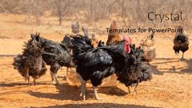  Presentation with free - Presentation theme having rooster-and-free-range-chicken background and a coral colored foreground