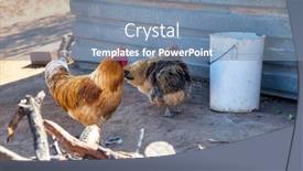  Presentation with poultry farm - PPT theme featuring rooster-and-hens-free-range background and a seafoam green colored foreground