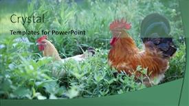  Presentation with poultry farm - Presentation theme enhanced with rooster-and-hens-graze background and a seafoam green colored foreground