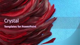  Presentation with feather - Presentation theme enhanced with rooster feathers carnival red feather background and a tawny brown colored foreground