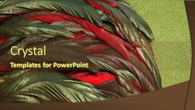  Presentation with carnival - PPT layouts featuring rooster feathers carnival background and a tawny brown colored foreground